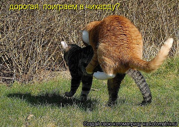 Котоматрица: дорогая, поиграем в чихарду?