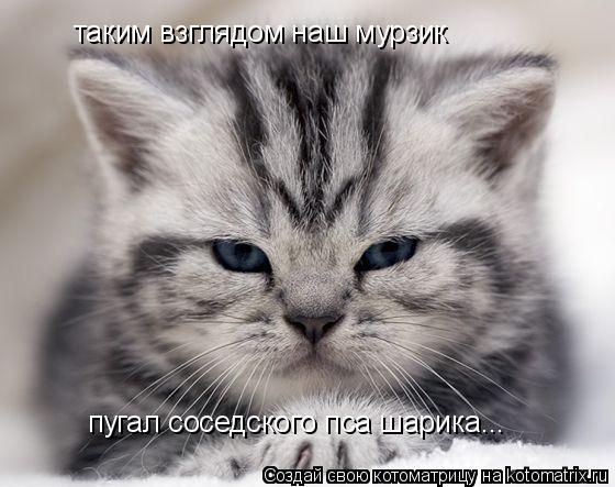 Котоматрица: таким взглядом наш мурзик пугал соседского пса шарика...