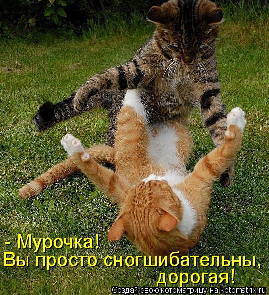 Котоматрица: - Мурочка! Вы просто сногшибательны, дорогая!
