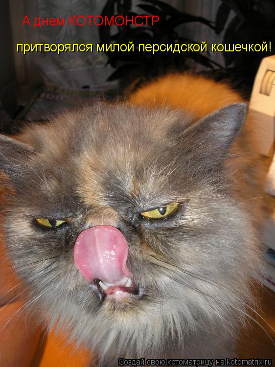 Котоматрица: А днем КОТОМОНСТР притворялся милой персидской кошечкой!