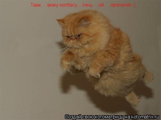 Котоматрица: Таак.... вижу колбасу... лечу.... ой.... пролетел :(