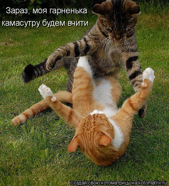 Котоматрица: Зараз, моя гарненька Зараз, моя гарненька камасутру будем вчити камасутру будем вчити