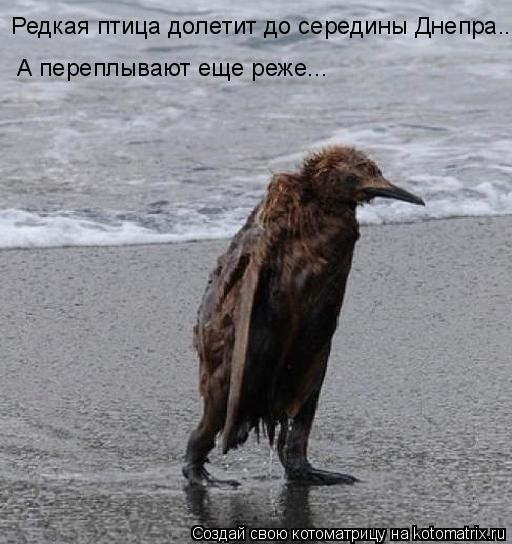 Котоматрица: Редкая птица долетит до середины Днепра... А переплывают еще реже...