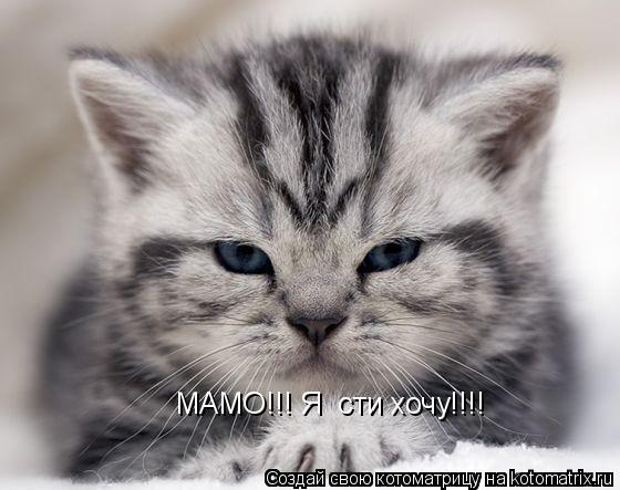 Котоматрица: МАМО!!! Я їсти хочу!!!!