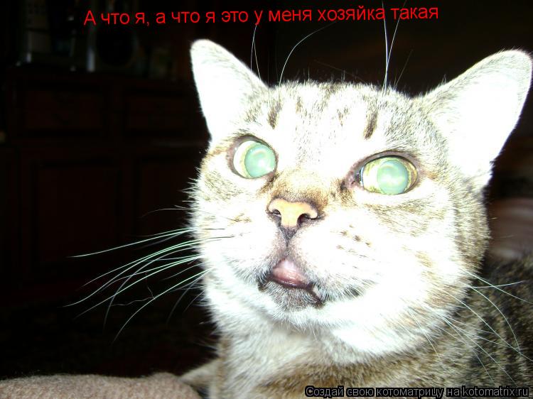 Котоматрица: А что я, а что я это у меня хозяйка такая