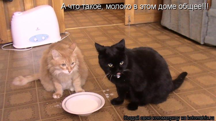 Котоматрица: А что такое, молоко в этом доме общее!!!