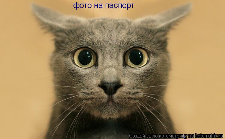 Котоматрица: фото на паспорт