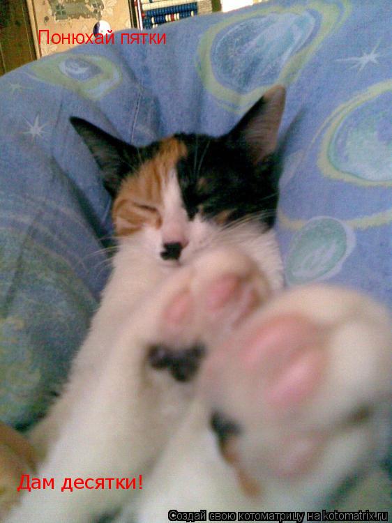 Котоматрица: Понюхай пятки Дам десятки!
