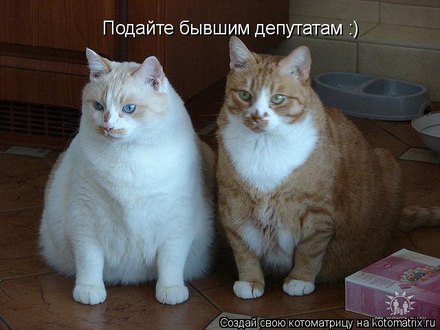 Котоматрица: Подайте бывшим депутатам :)