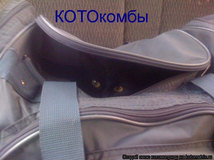 Котоматрица: КОТОкомбы