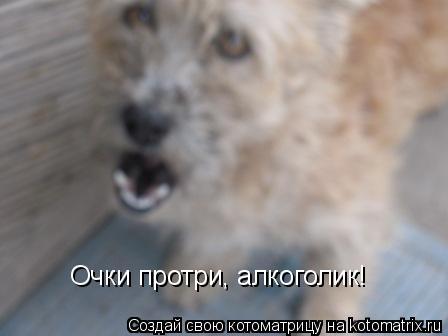 Котоматрица: Очки протри, алкоголик!