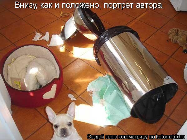 Внизу, как и положено, портрет автора.... Котоматрица: Внизу, как и положено, портрет автора.
