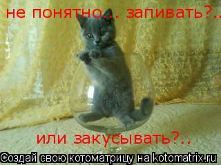 Котоматрица: не понятно... запивать?.. или закусывать?..