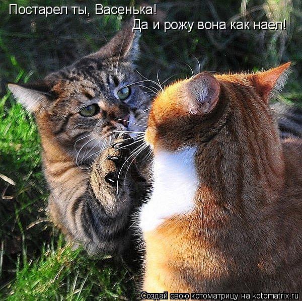 Котоматрица: Постарел ты, Васенька!  Да и рожу вона как наел!