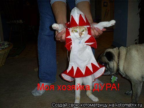 Котоматрица: Моя хозяйка ДУРА!