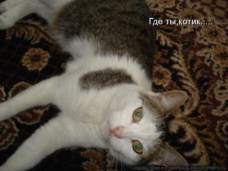 Котоматрица: Где ты,котик.....