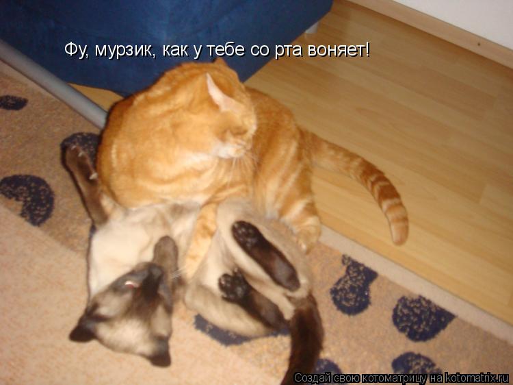 Котоматрица: Фу, мурзик, как у тебе со рта воняет!