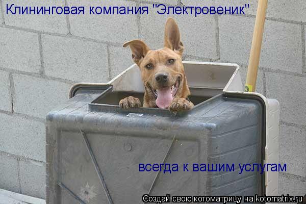 Котоматрица: Клининговая компания "Электровеник" всегда к вашим услугам