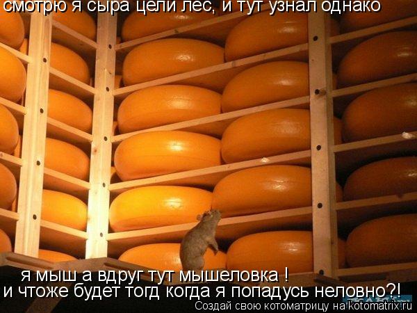 Котоматрица: смотрю я сыра целй лес, и тут узнал однако я мыш а вдруг тут мышеловка ! и чтоже будет тогд когда я попадусь неловно?!