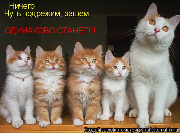 Котоматрица: Ничего! Чуть подрежим, зашём. ОДИНАКОВО СТАНЕТ!!!