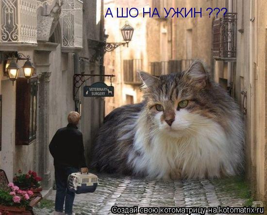Котоматрица: А ШО НА УЖИН ???