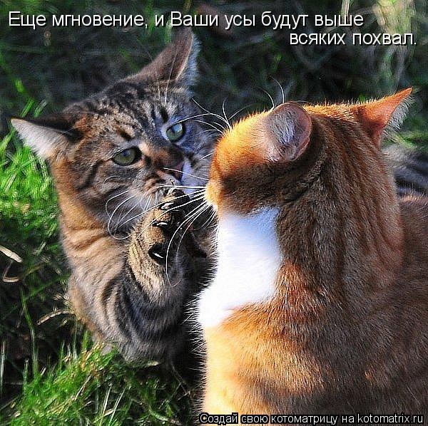 Котоматрица: Еще мгновение, и Ваши усы будут выше всяких похвал.