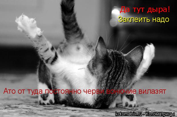 Котоматрица: Да тут дыра! Заклеить надо Ато от туда постоянно черви вонючие вилазят