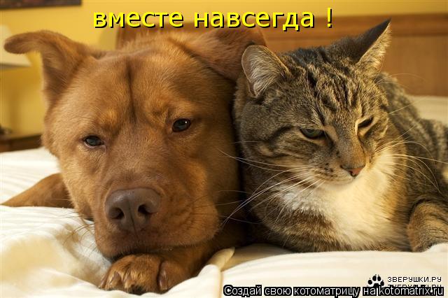 Котоматрица: вместе навсегда !