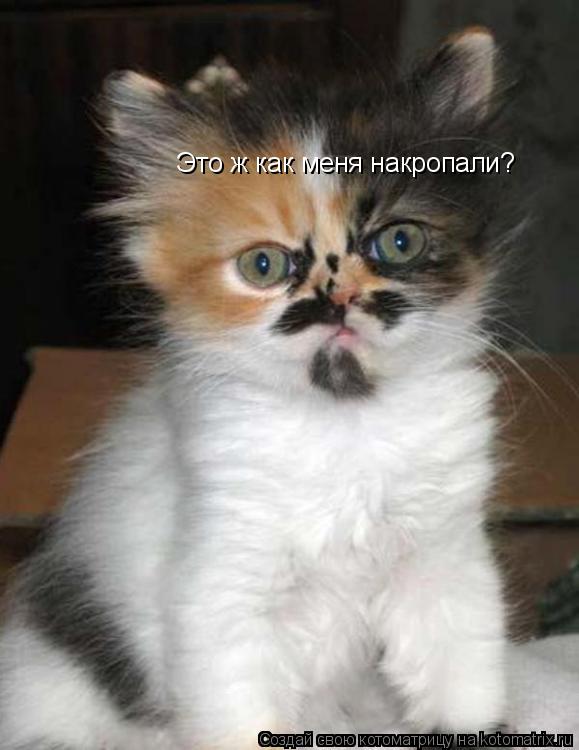 Это ж как меня накропали?... Котоматрица: Это ж как меня накропали?