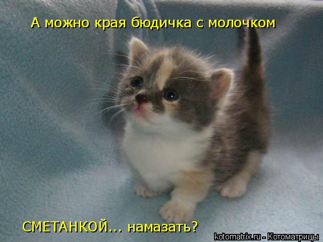 А можно края бюдичка с молочком А можно края бюдичка с молочком СМЕТАНКОЙ... намазать?... Котоматрица: А можно края бюдичка с молочком А можно края бюдичка с молочком СМЕТАНКОЙ... намазать?