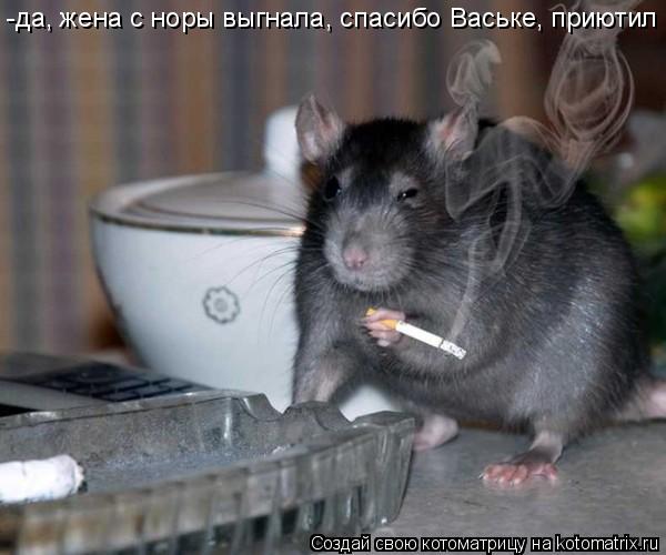 Котоматрица: -да, жена с норы выгнала, спасибо Ваське, приютил