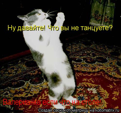 Котоматрица: Ну давайте! Что вы не танцуете? Валерианка, если что на столе! Ну давайте! Что вы не танцуете? Валерианка если что на столе!