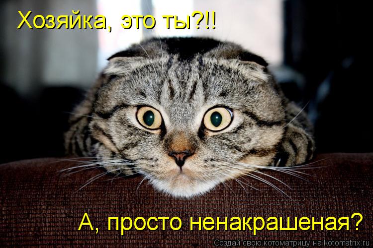 Котоматрица: Хозяйка, это ты?!! А, просто ненакрашеная?