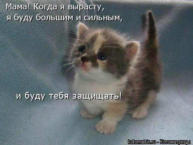 Котоматрица: Мама! Когда я вырасту, я буду большим и сильным, и буду тебя защищать!