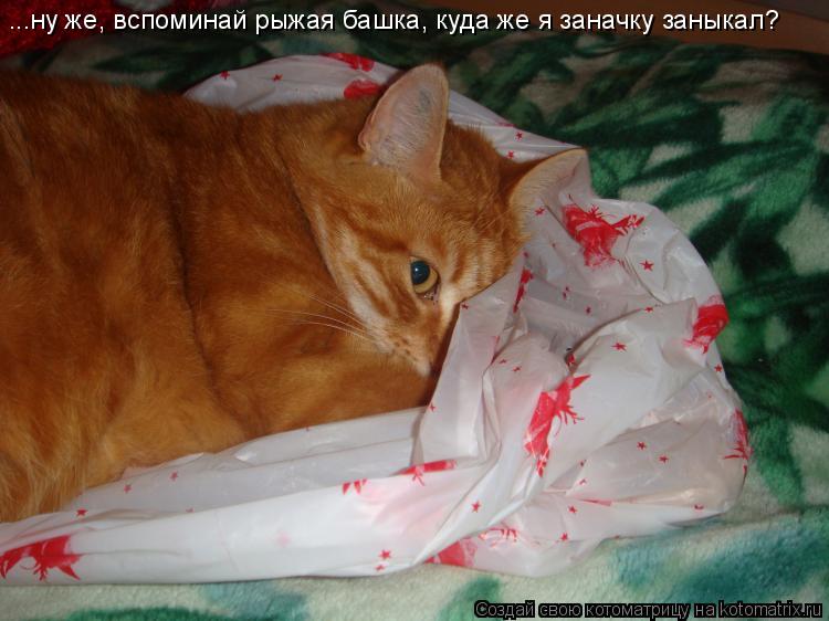 Котоматрица: ...ну же, вспоминай рыжая башка, куда же я заначку заныкал?