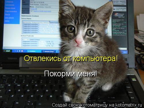 Котоматрица: Отвлекись от компьютера! Покорми меня!