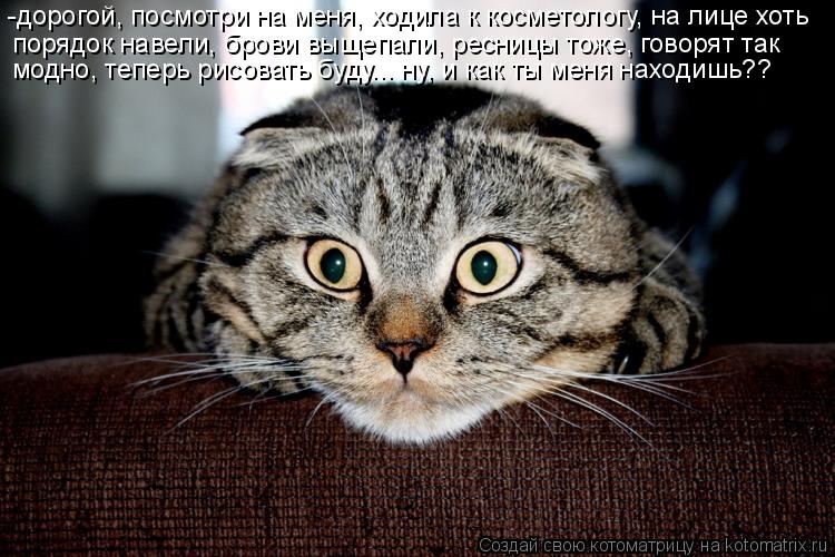 Котоматрица: -дорогой, посмотри на меня, ходила к косметологу, на лице хоть  модно, теперь рисовать буду... ну, и как ты меня находишь?? порядок навели, брови