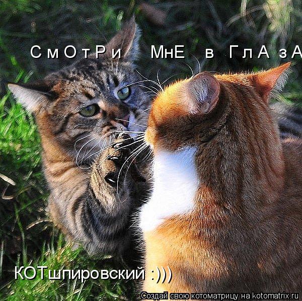 Котоматрица: С м О т Р и      МнЕ    в   Г л А  з А!!!  КОТшпировский :)))