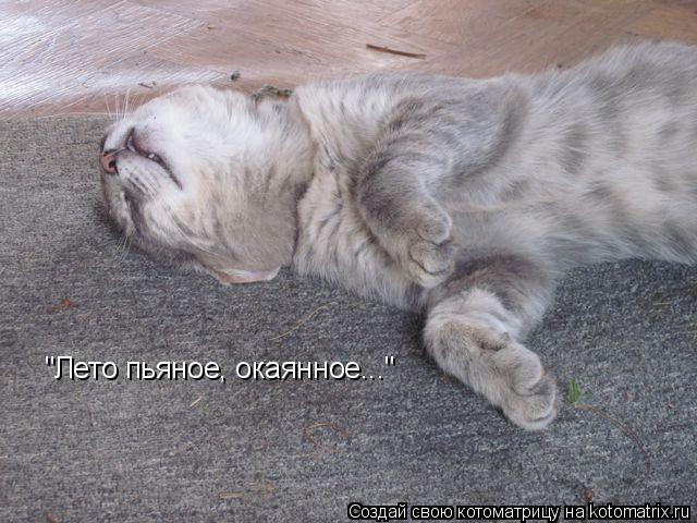 Котоматрица: "Лето пьяное, окаянное..."