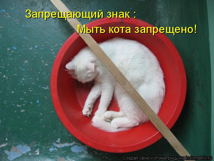 Котоматрица: Запрещающий знак : Мыть кота запрещено!