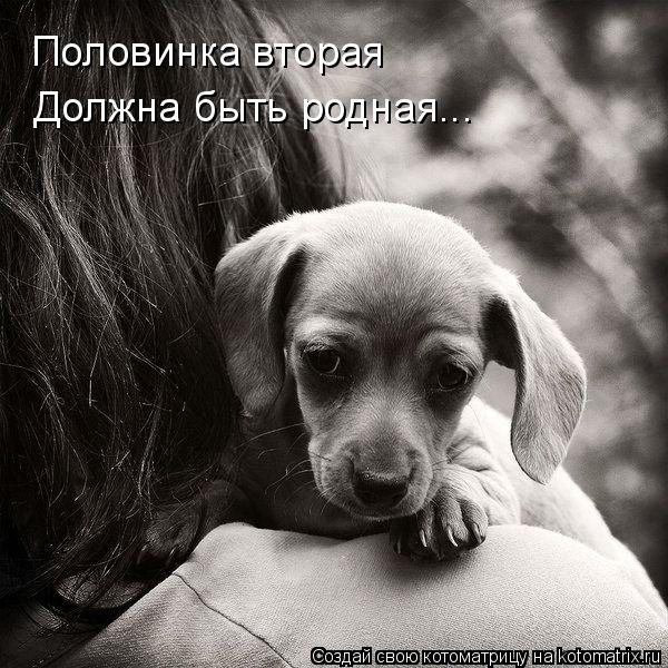 Котоматрица: Половинка вторая Должна быть родная...