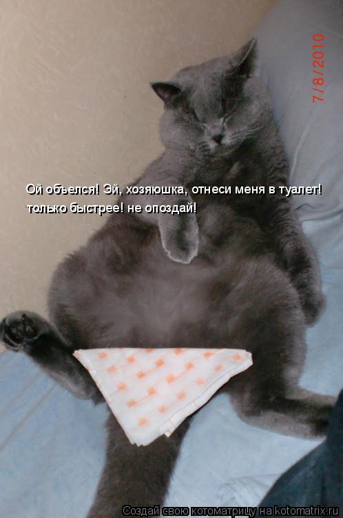 Котоматрица: Ой объелся! Эй, хозяюшка, отнеси меня в туалет! только быстрее! не опоздай!