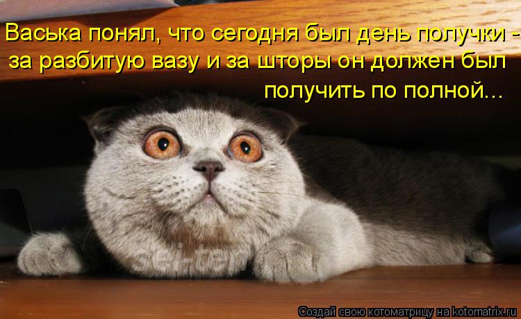 Котоматрица: Васька понял, что сегодня был день получки - за разбитую вазу и за шторы он должен был получить по полной...