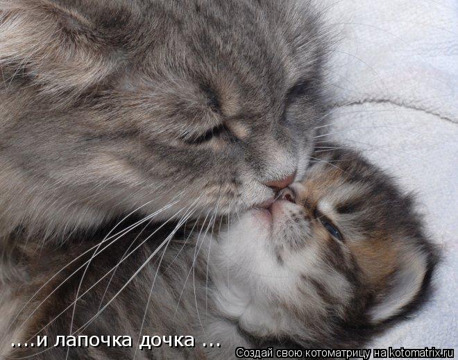 Котоматрица: ....и лапочка дочка ...