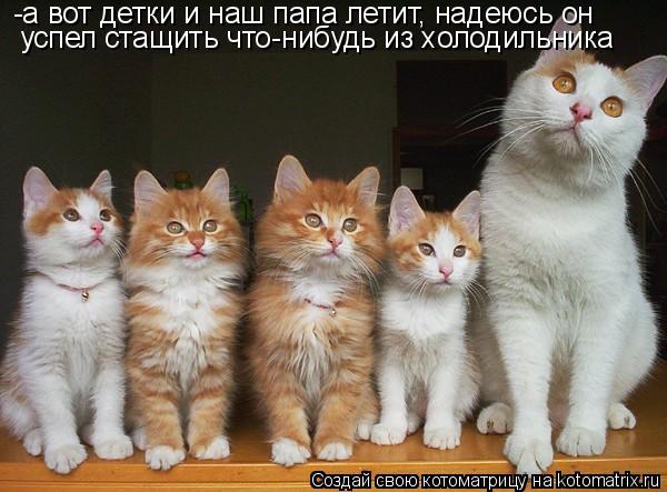 Котоматрица: -а вот детки и наш папа летит, надеюсь он  успел стащить что-нибудь из холодильника