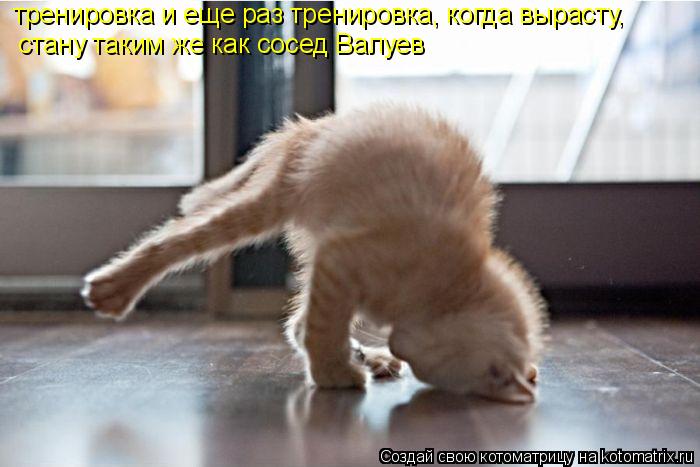 Котоматрица: тренировка и еще раз тренировка, когда вырасту,  стану таким же как сосед Валуев
