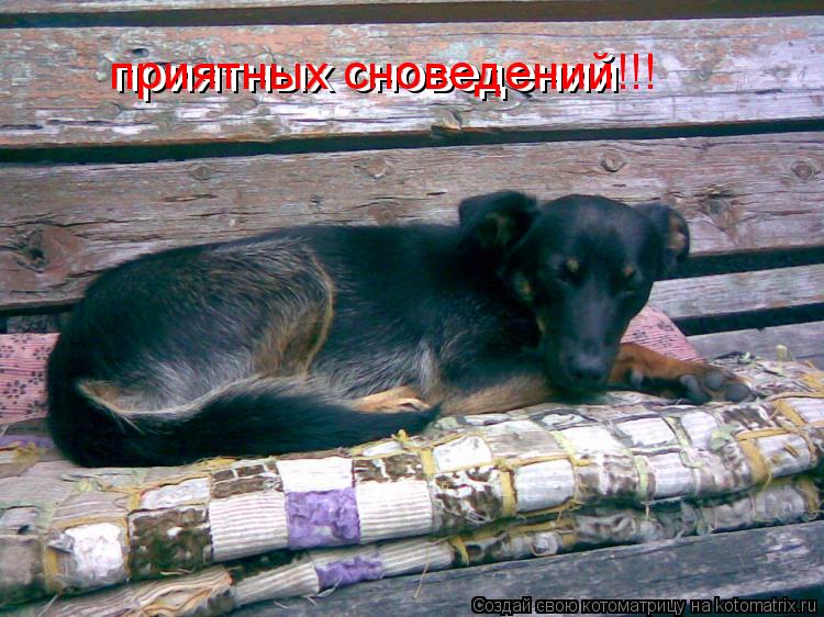 приятных сноведений приятных сноведений!!!... Котоматрица: приятных сноведений приятных сноведений!!!