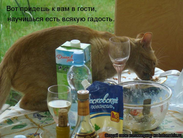 Вот придешь к вам в гости, Вот придешь к вам в гости, научишься есть всякую гадость.... Котоматрица: Вот придешь к вам в гости, Вот придешь к вам в гости, научишься есть всякую гадость.