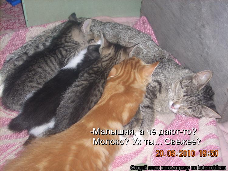 -Малышня, а чё дают-то? Молоко? Ух ты... Свежее?... Котоматрица: -Малышня, а чё дают-то? Молоко? Ух ты... Свежее?