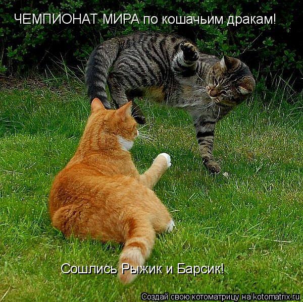 ЧЕМПИОНАТ МИРА по кошачьим дракам! Сошлись Рыжик и Барсик!... Котоматрица: ЧЕМПИОНАТ МИРА по кошачьим дракам! Сошлись Рыжик и Барсик!